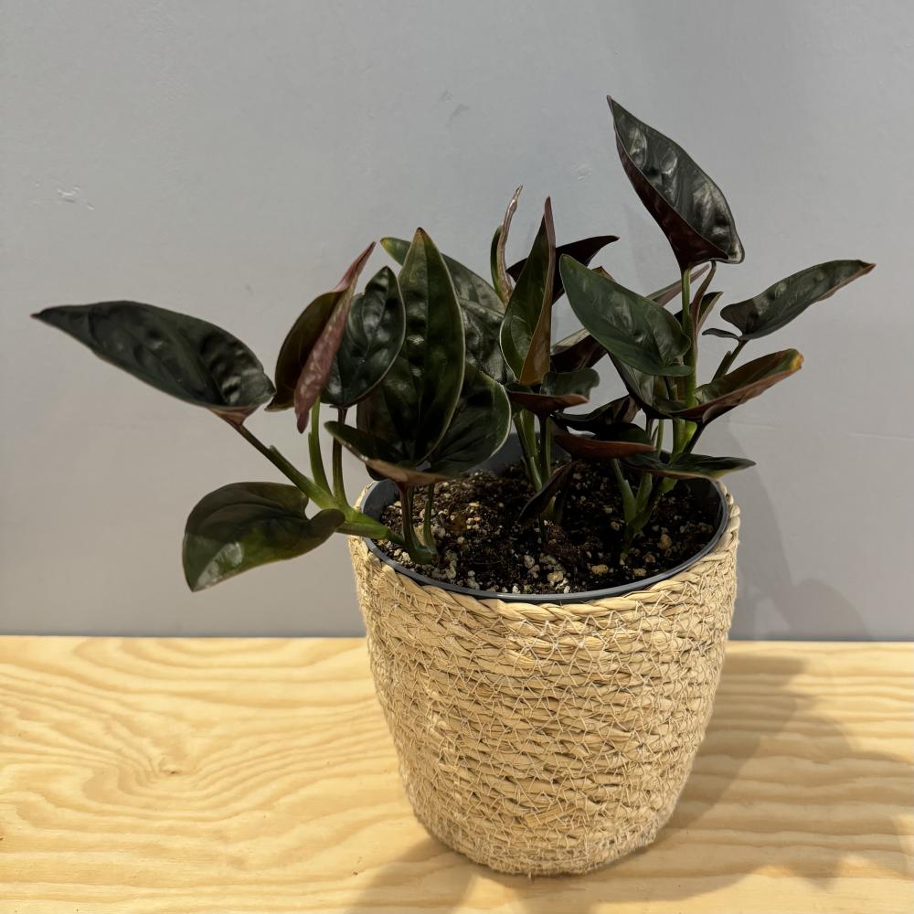 Syngonium Red Arrow