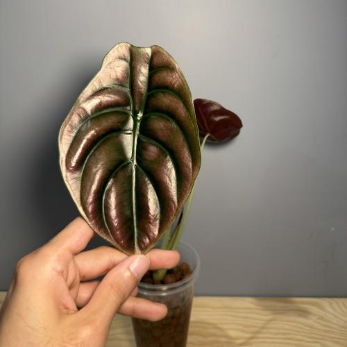 Alocasia Red secret - ألوكاسيا السر الأحمر