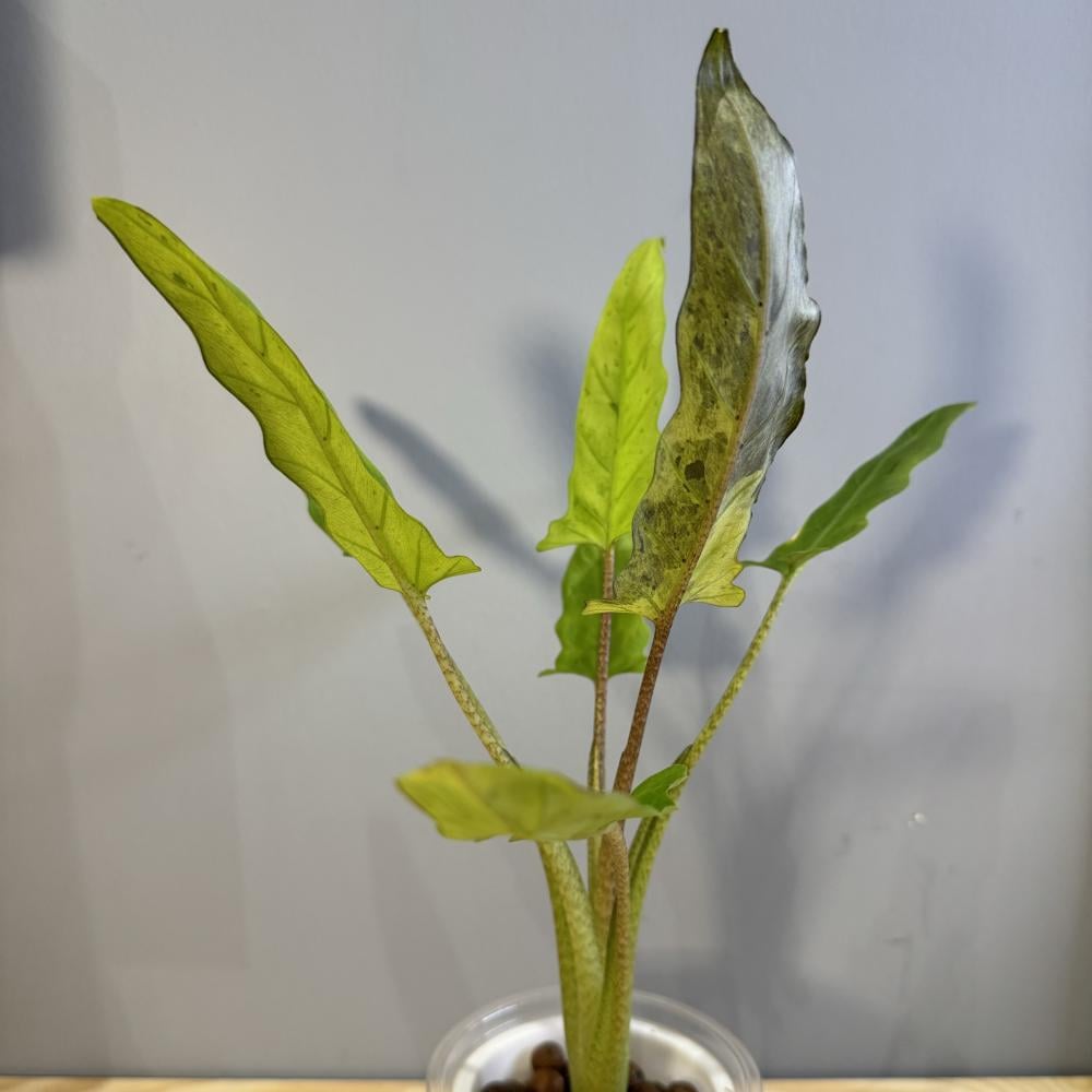 Alocasia Lauterbachiana Variegated