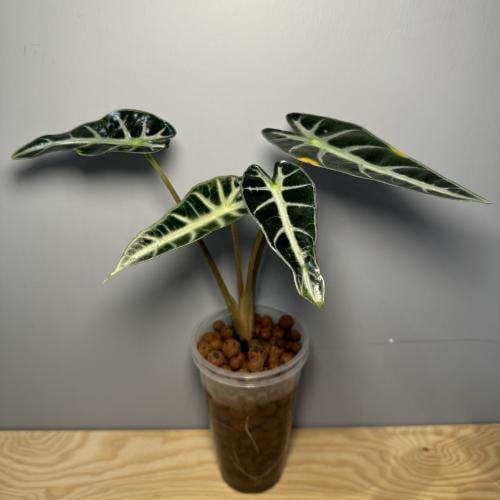 Alocasia Bambino - ألوكاسيا بامبينو