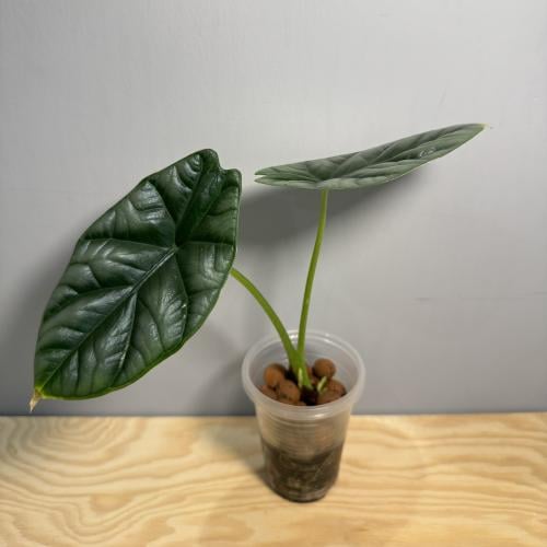 Alocasia Sinuata - ألوكاسيا سنواتا