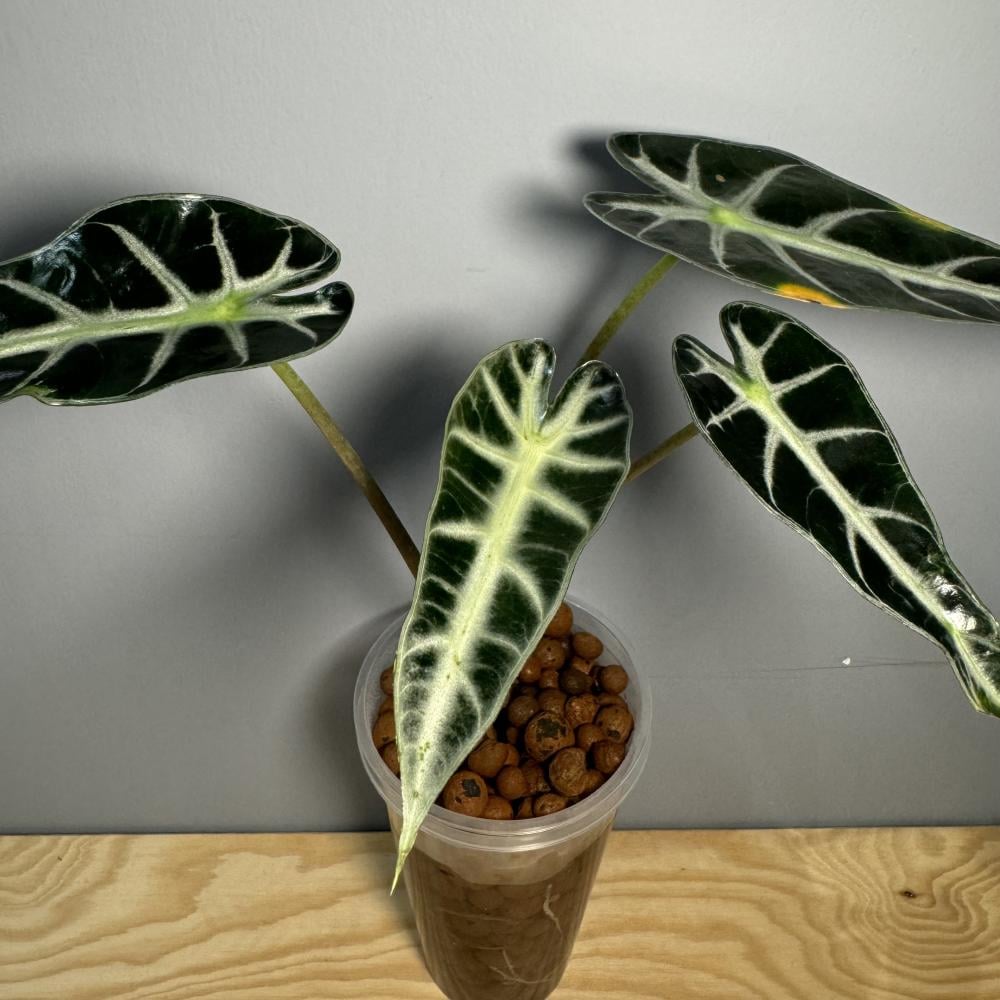 Alocasia Bambino - ألوكاسيا بامبينو