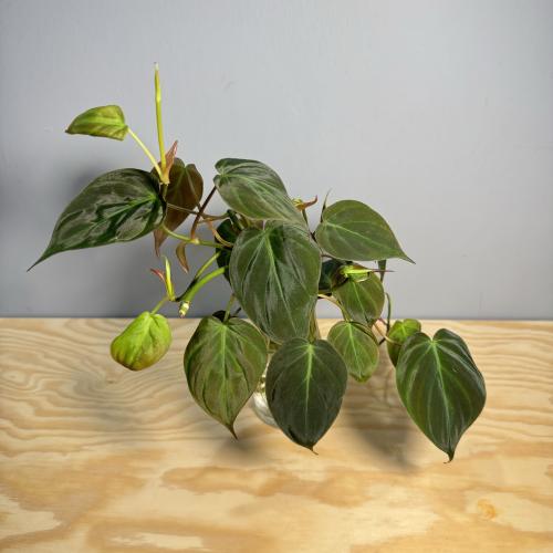 Philodendron Micans Cutting - فيلودندرون ميكانز