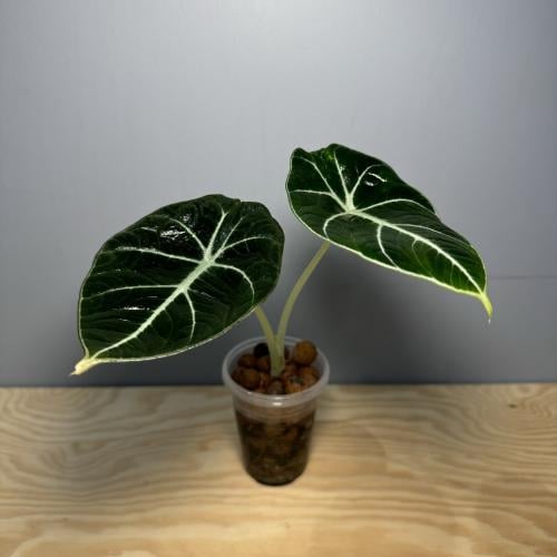 Alocasia Black Velvet - ألوكاسيا بلاك ڤلڤت
