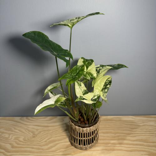 Syngonium Podophyllum Albo cutting - سنجونيوم بودو...
