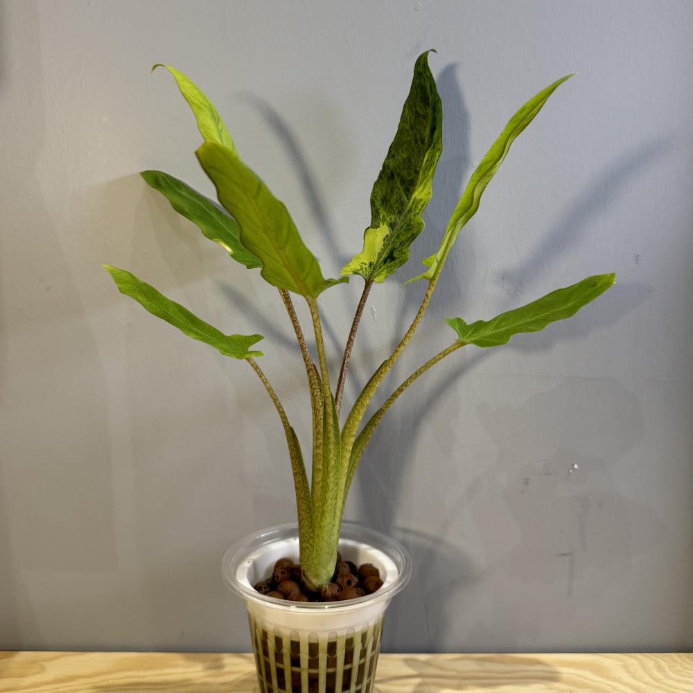 Alocasia Lauterbachiana Variegated