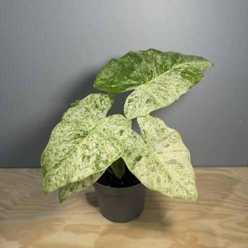 Alocasia Macrorrhiza Splash “Mint”