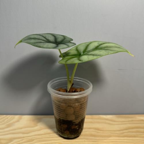 Alocasia Silver Dragon - ألوكاسيا التنين الفضي