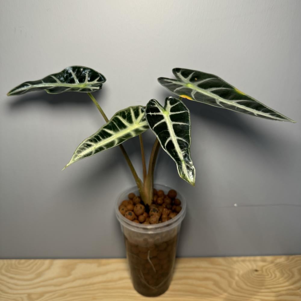 Alocasia Bambino - ألوكاسيا بامبينو