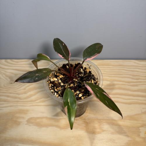 Philodendron Pink Princess - فيلودندرون الأميرة ال...