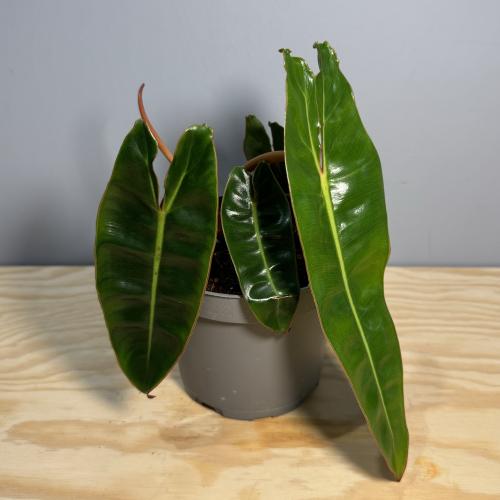 Philodendron Billietiae - فيلودندرون بايليتي