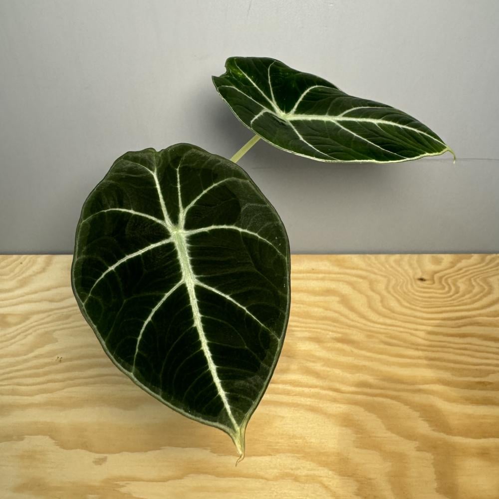 Alocasia Black Velvet - ألوكاسيا بلاك ڤلڤت