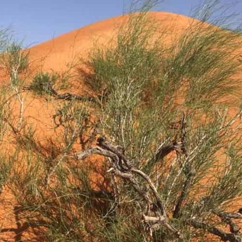 ارطى النفود الكبير اكثر من ٥٠ بذره