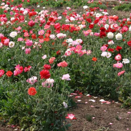 ديدحان ملون مقدار ملعقه كبيره