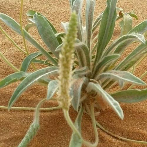 بذور ربله بريه مقدار ملعقه
