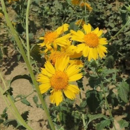 بذور دوار الشمس البري مقدار ملعقه كبيره