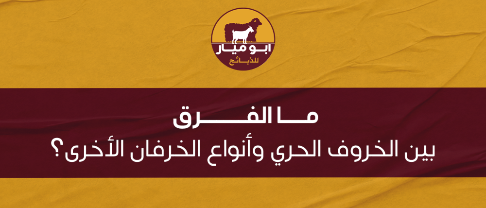 ما الفرق بين الخروف الحري وأنواع الخرفان الأخرى؟