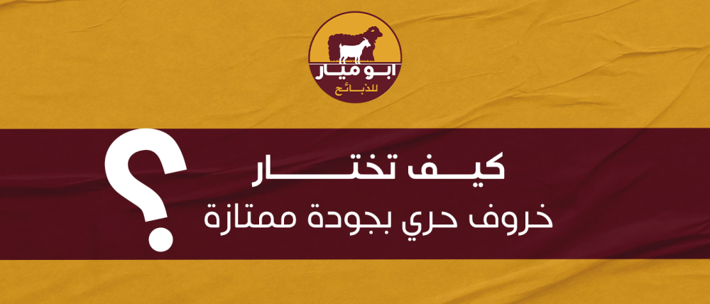 كيف تختار خروف حري بجودة ممتازة؟ دليل المشتري الذكي
