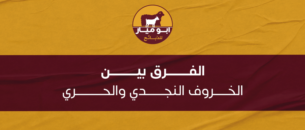 الفرق بين الخروف النجدي والحري