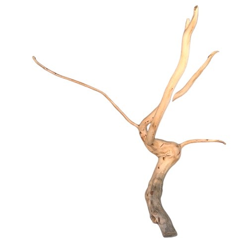 خشب طبيعي درفتوو Drift wood Driftwood تحفة تحف حوض سمك زينة احواض خشب