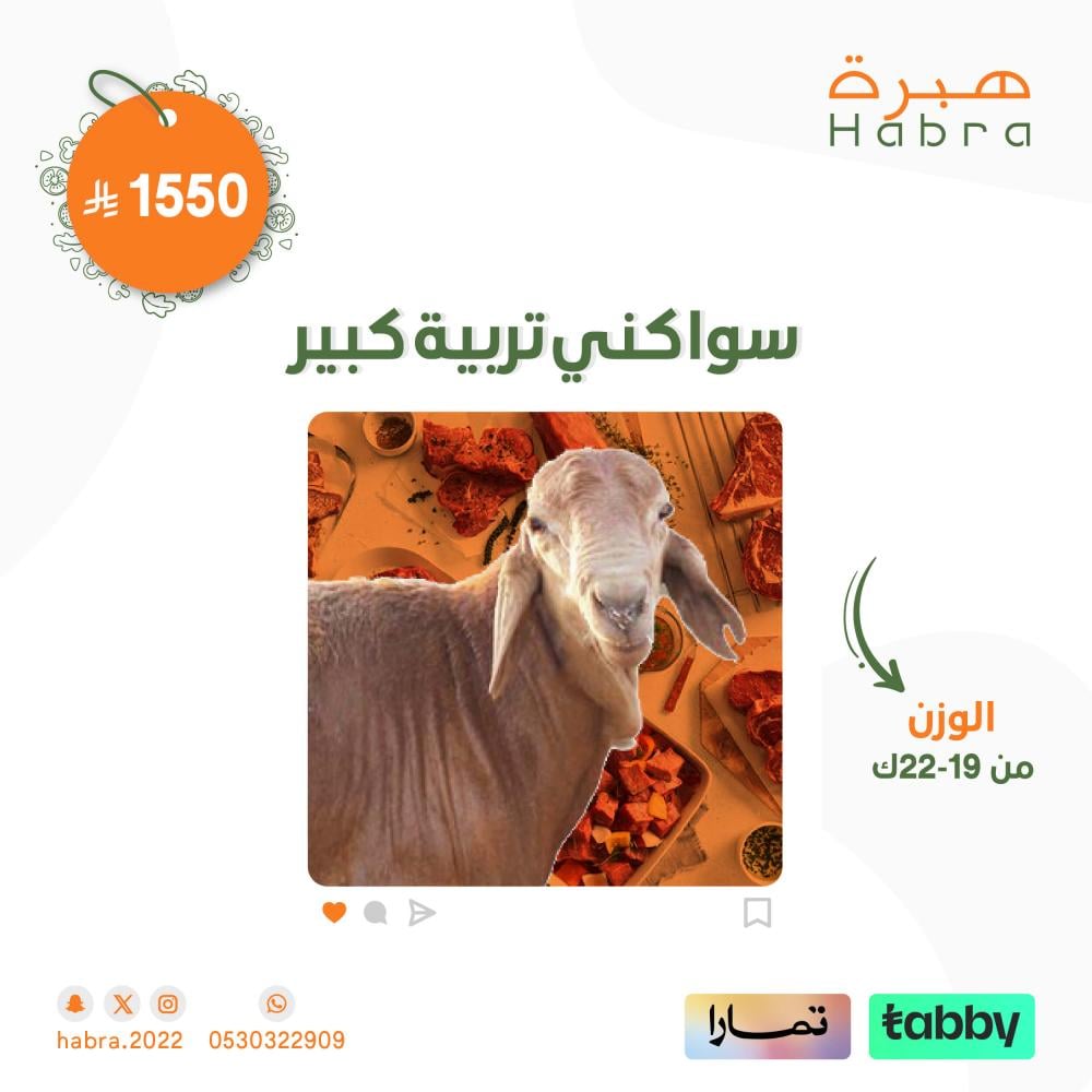 ذبيحة سواكني تربية كبير