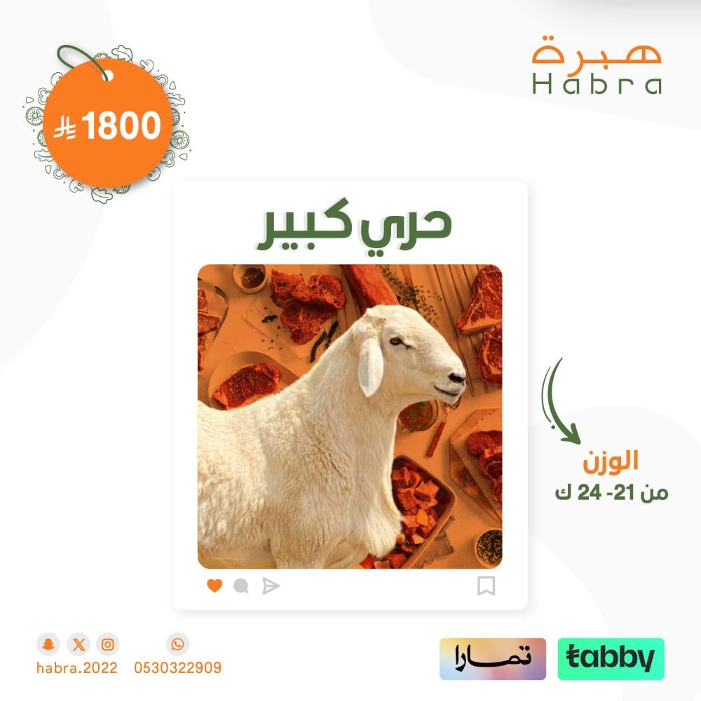 خروف حري كبير