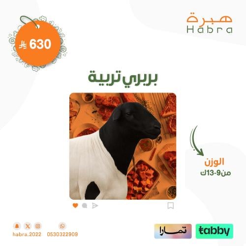 بربري تربية