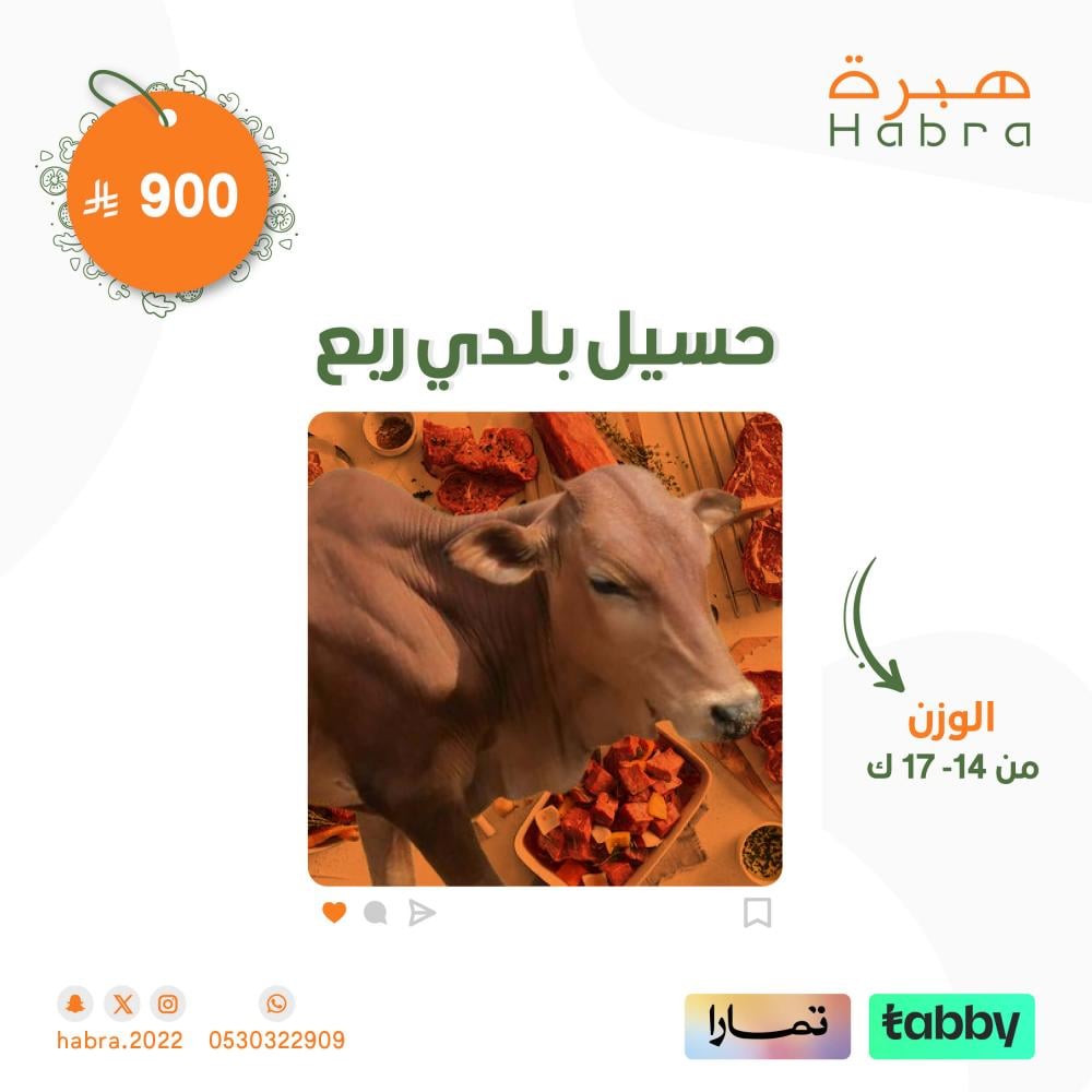 عجل حسيل بلدي