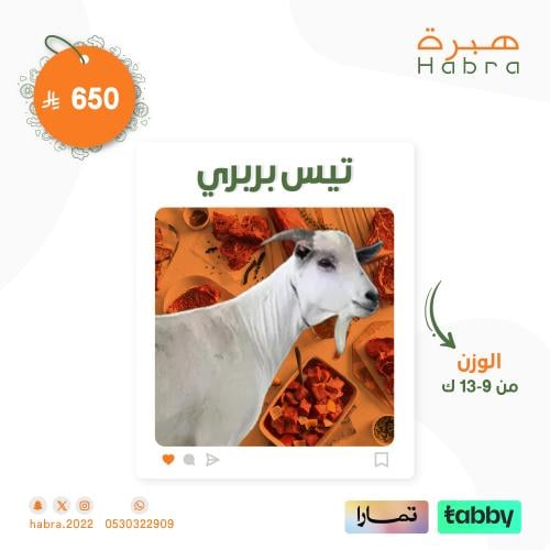 تيس بربري