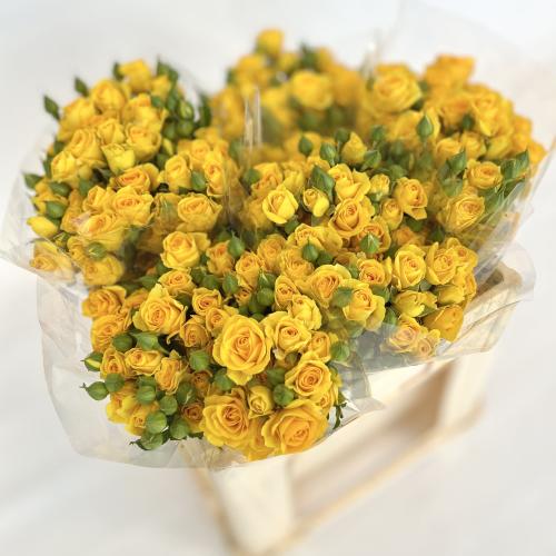 بيبي جوري اصفر - 10 اغصان