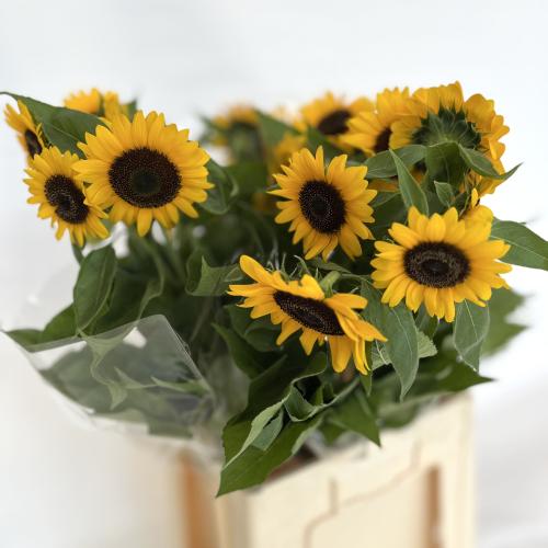 sunflower専用 Sunflower Sunbright Supreme F1 Seed – Harris Seeds