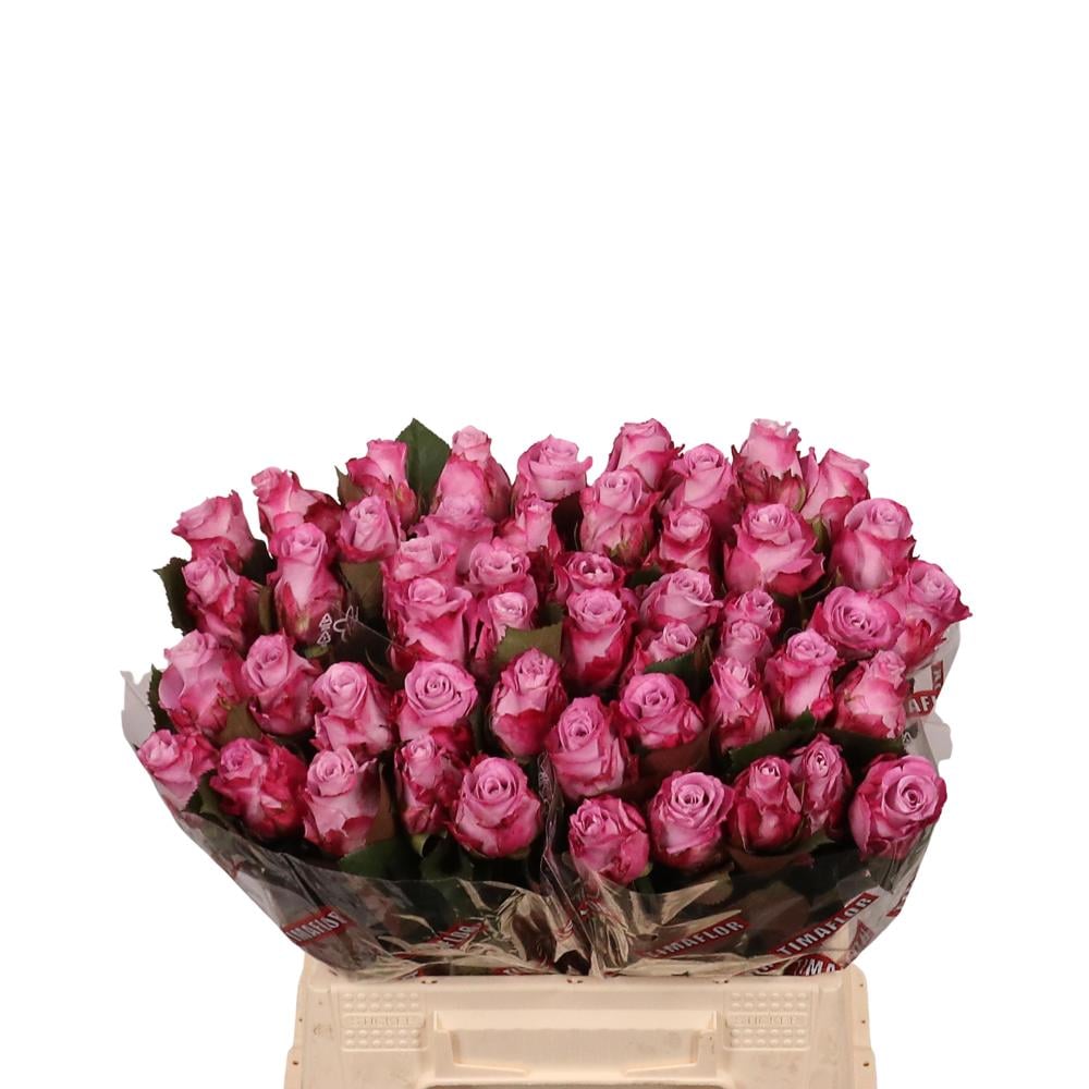 Rose Deep Purple - 10 stems - Bushra flowers
