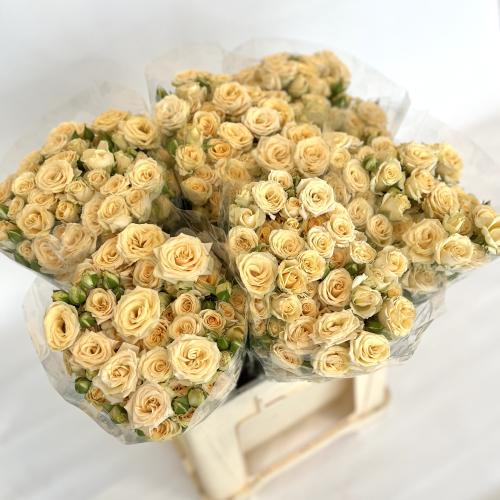 بيبي جوري كريمي - 10 اغصان