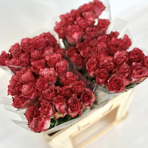 جوري دبل فوشي - 10 اغصان