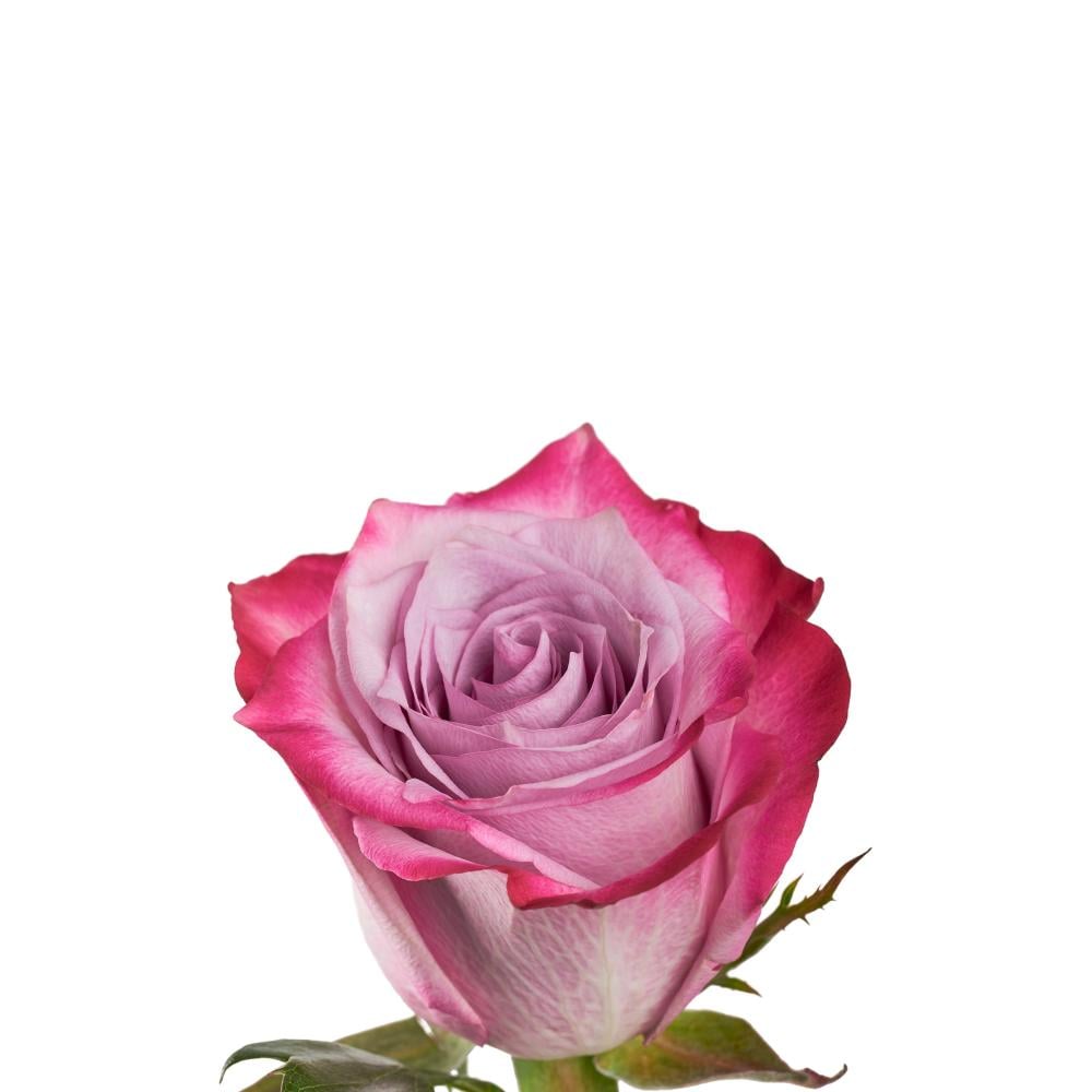 Rose Deep Purple - 10 stems - Bushra flowers