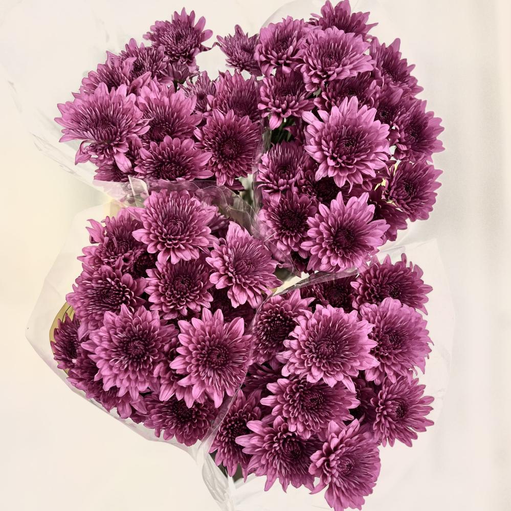 Chrysanthemum Mauve - 5 stems - Bushra flowers