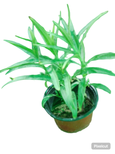 دفلة صغيره