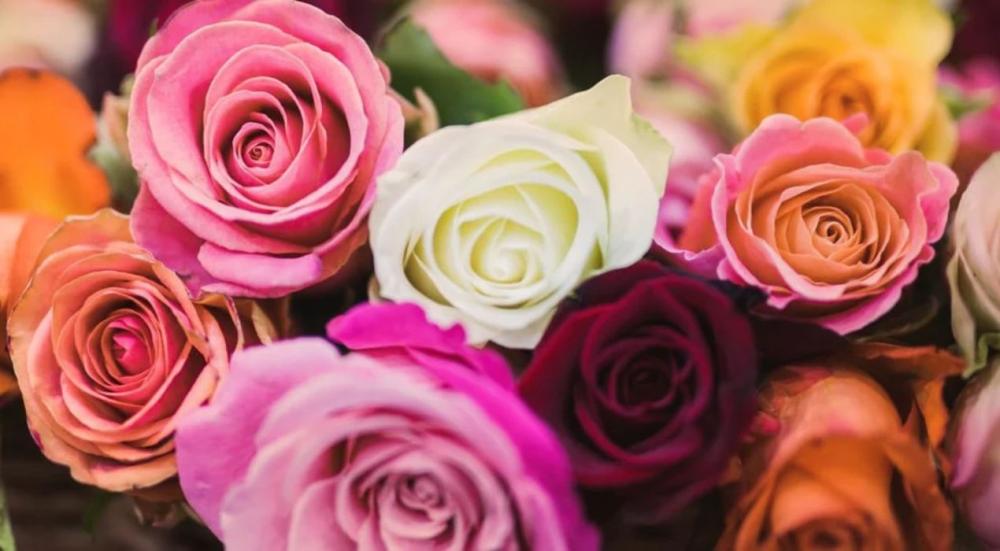 Meanings-of-rose-colors