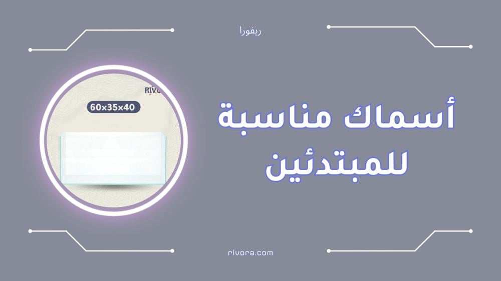 أفضل أسماك مناسبة للمبتدئين في تربية الزينة