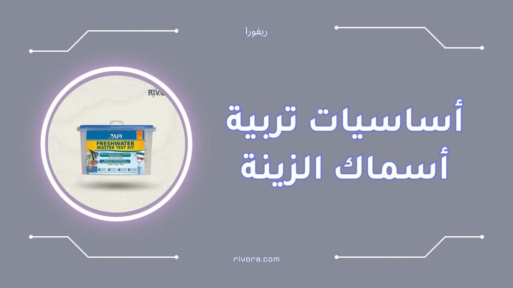أساسيات تربية أسماك الزينة في المنزل للمبتدئين