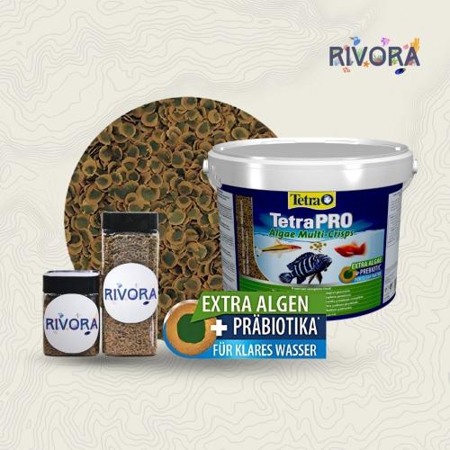 Tetrapro algea eater-تترا اكلات الطحالب