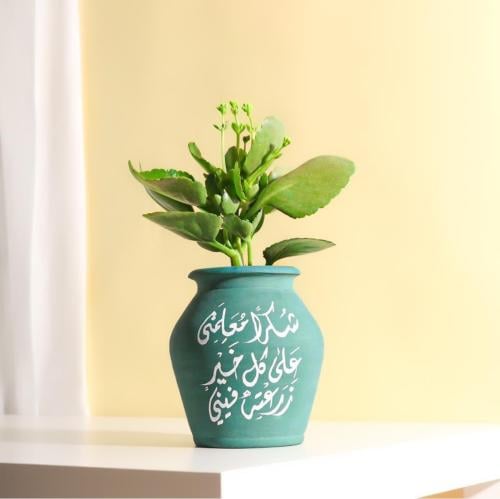 نبتة تركواز