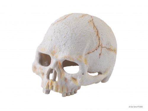 Exo Terra Primate Skull