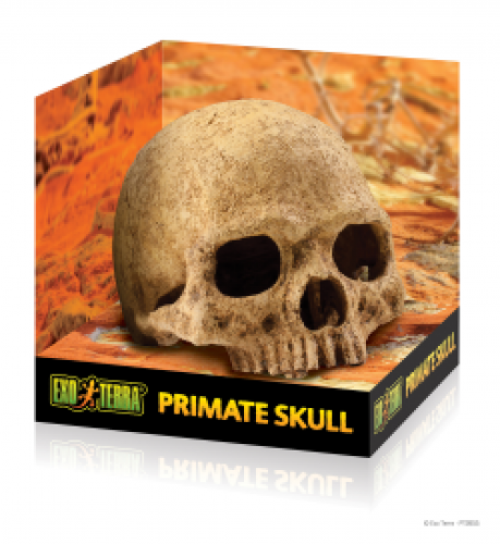 Exo Terra Primate Skull / Secure Hiding Place