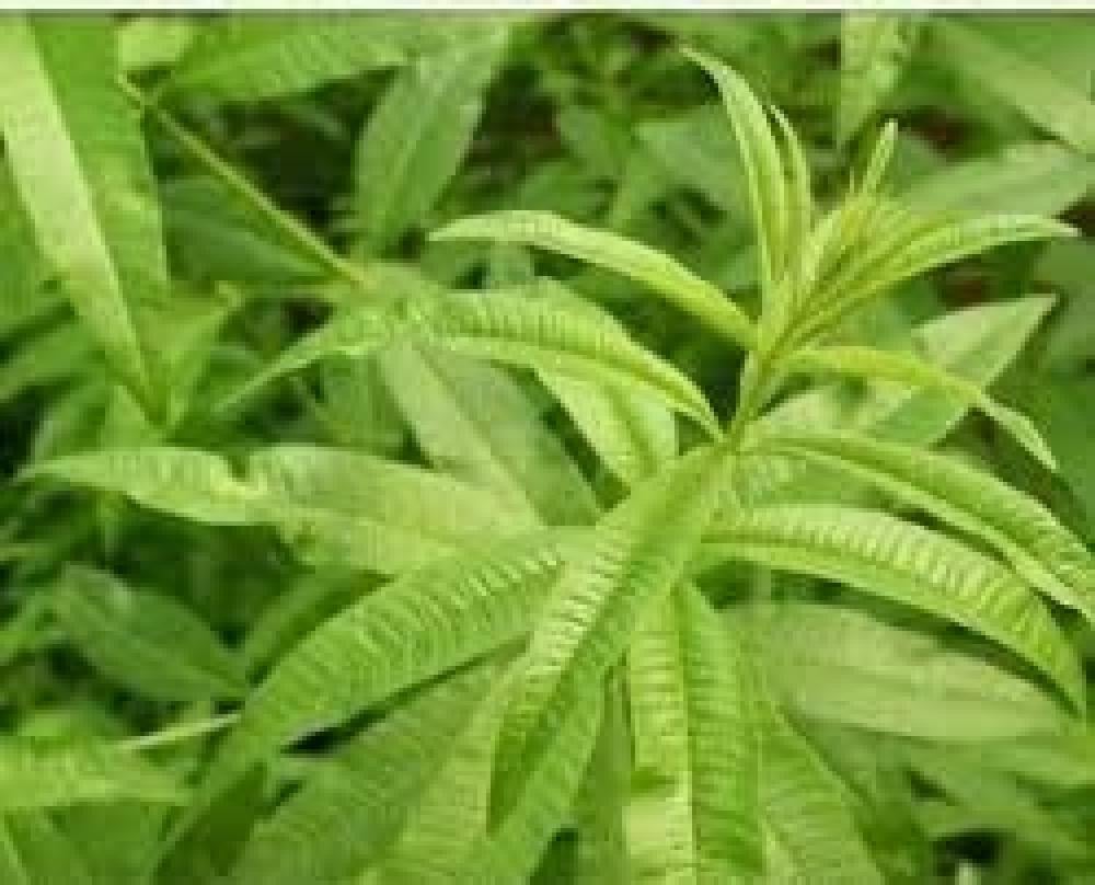 أعشاب مليسة : فوائدها واستخداماتها