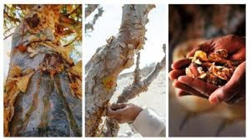 زراعة المرة وإنتاجه: رحلة من الصحراء إلى العالم