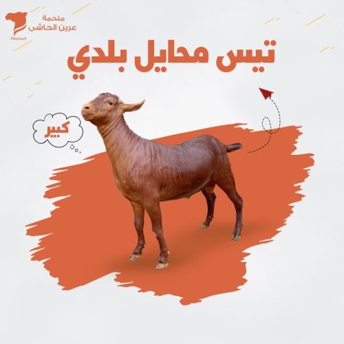 تيس بلدى محايلى بالكيلو