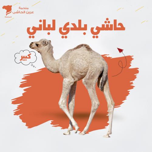 حاشي بلدي لبانى بالكيلو