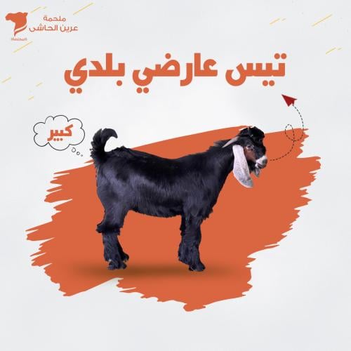 تيس عارضي بلدى بالكيلو