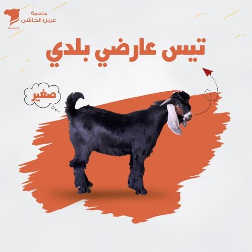 تيس عارضي بلدى صغير
